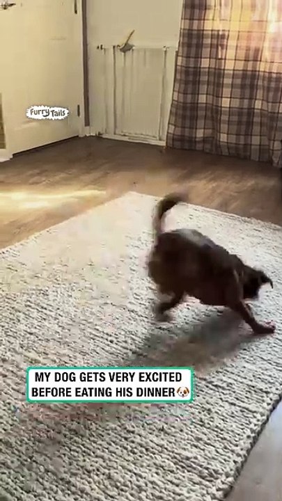 Dog does rug dance
