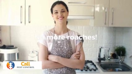 How to Make a DIY Roach Bait Trap at Home – Kills Overnight