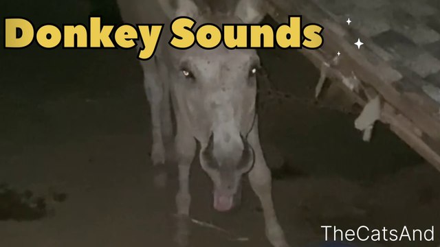 Donkey Sound Funny | Donkey Sound English | #donkey #sound #funny #comedy #foryou #voice #laughing #TheCatsAnd #animals