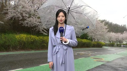 [날씨] 비와 함께 '벚꽃 엔딩'...밤사이 전국 태풍급 비바람 / YTN