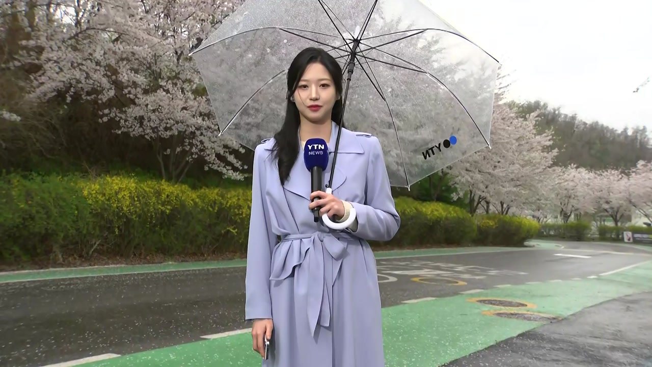 [날씨] 비와 함께 '벚꽃 엔딩'...밤사이 전국 태풍급 비바람 / YTN