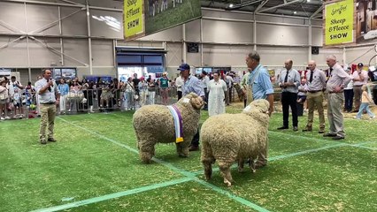 The 2025 Supreme Merino Exhibit at Sydney Royal