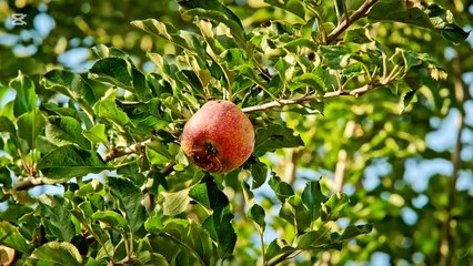Essential Fruits to Eat Every Day for Better Health 🍎