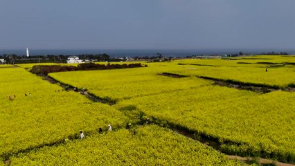 [영상] 포항 호미곶 들녘 샛노란 유채꽃 '활짝' / YTN