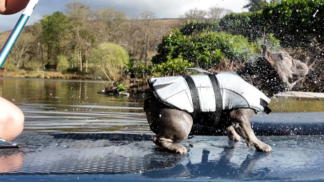 I take my dogs paddleboarding at 'Pup SUP' club