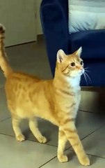 Funny Animals 😼Cute Animals  #short #cuteanimals #funnyanimals