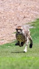 #animalshort #animal #animalextinction #animalwild