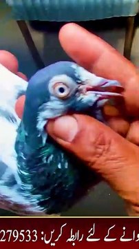 Subscribe Our YouTube Channel For Complete Videos youtube.com/@PakistanPigeonAssociation