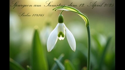 Spurgeon am Samstag, dem 12. April 2025, zu Psalm 119,165