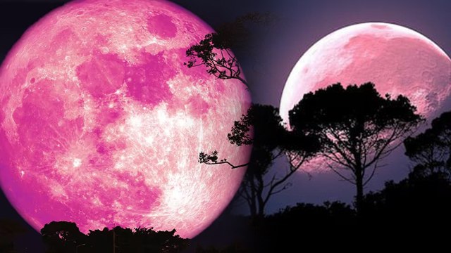 Pink Moon 13 April 2025 Time : भारत में पिंक मून कब दिखेगा | Full Pink Moon 2025 India Time