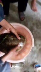 Home taoists wow amazing...,,,, informatio,