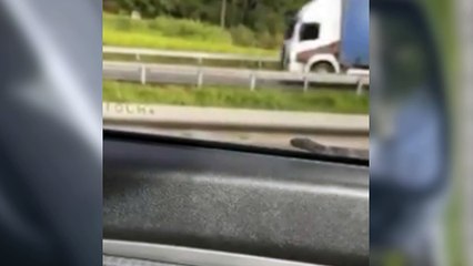 Motorista "congela" ao ver cobra sair do capô e rastejar por carro na Grande Florianópolis