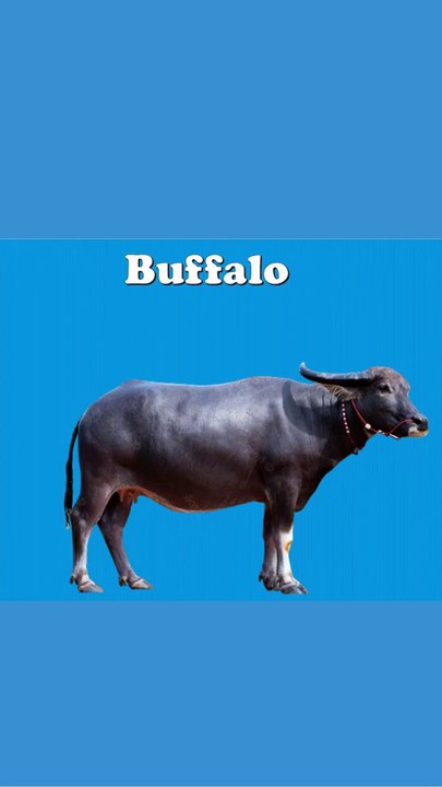 Learning Animal Names with Pictures – Part 1 | Jungle World #LearningAnimals #AnimalNames #AnimalPictures #KidsLearning #JungleWorld