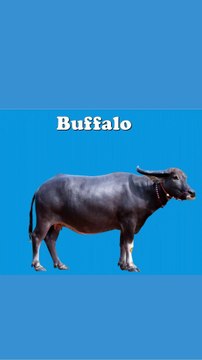 Learning Animal Names with Pictures – Part 1 | Jungle World #LearningAnimals #AnimalNames #AnimalPictures #KidsLearning #JungleWorld