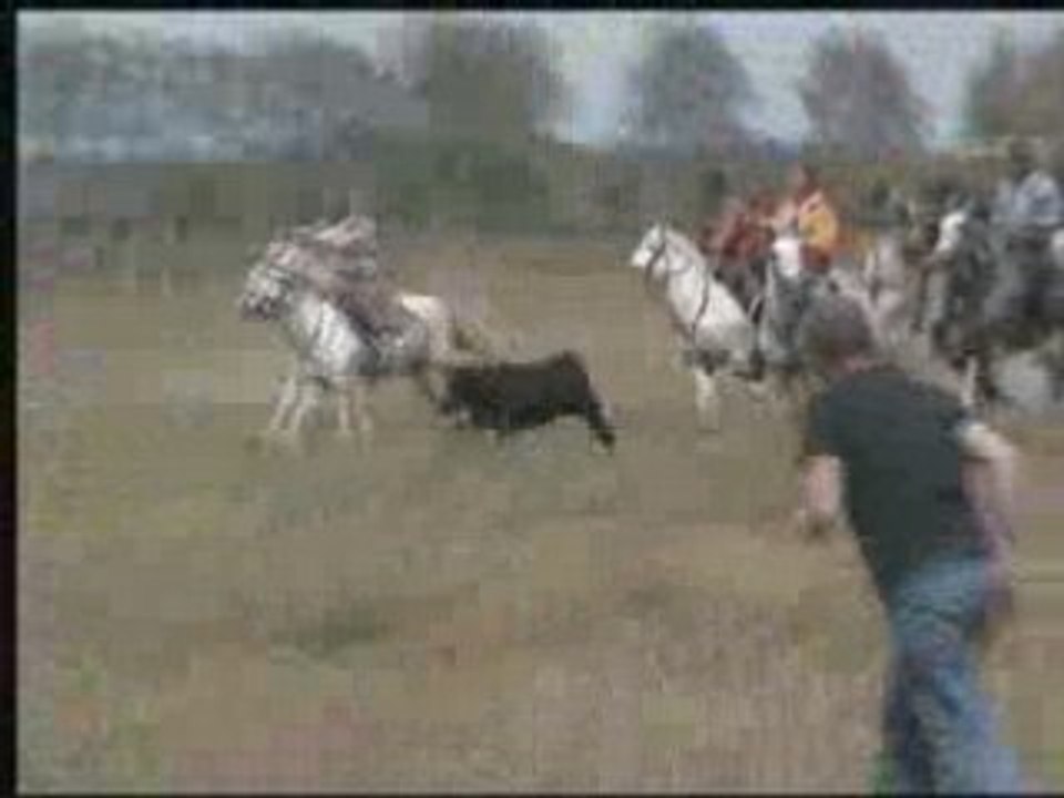 Ferrade 4