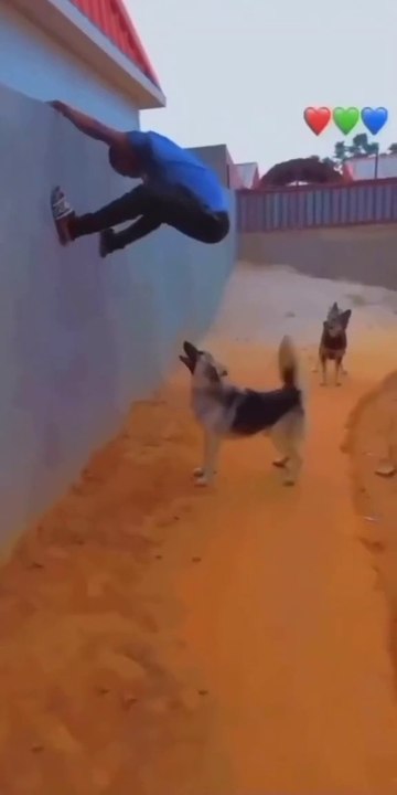 dog funny video😂😂/funnyvideo/comedy/entertainment/enjoy/try not to laugh