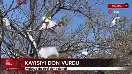 Malatya'da zirai don felaketi