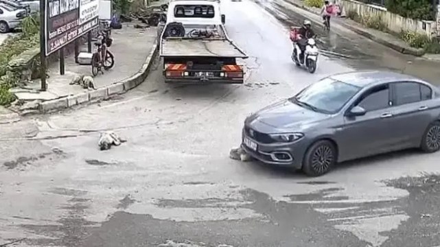 Vicdansız sürücü köpeği böyle ezdi, arkasına bile bakmadı