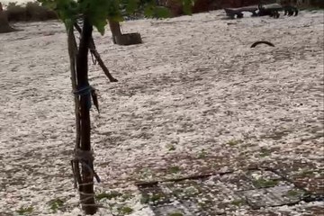 गांवों में तूफानी बारिश, ओलावृ​ष्टि से जमीन हुई सफेद