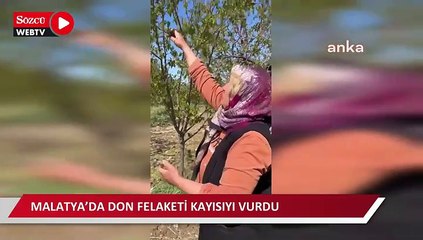 Malatya’da don felaketi kayısıyı vurdu