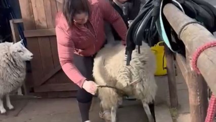 Sheep takes off running with human hanging on for dear life
