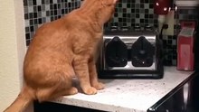 The Ultimate #KittenFails Olympics: 25 Seconds of Purr-fect Clumsiness 🏅🐱 #cattok #cat #funny
