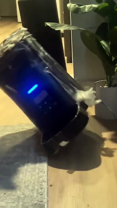 CatTok Gold: 10/10 Would Watch Again! Kitten vs. Toilet Paper Roll Chaos 🧻😂 #cattok #cat #funny