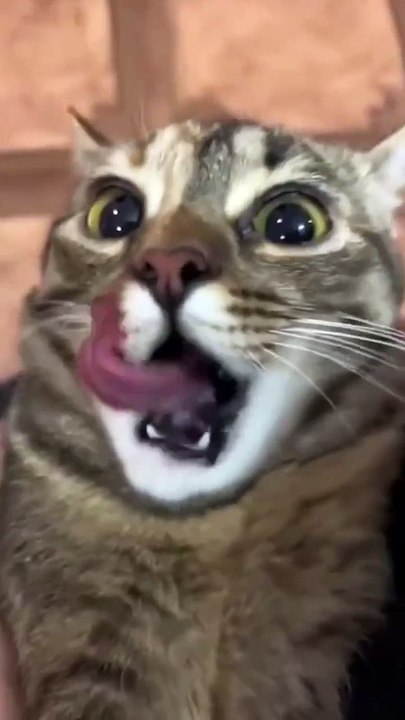 FunnyCats Hall of Fame: When Your Cat Forgets How to Cat in 15 Seconds 😹🌀 #cattok #cat #funny