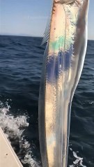 🔮 Le Poisson-sabre : un prédateur furtif des abysses 🌊⚡ Abonne-toi pour ne rien manquer ! 😉