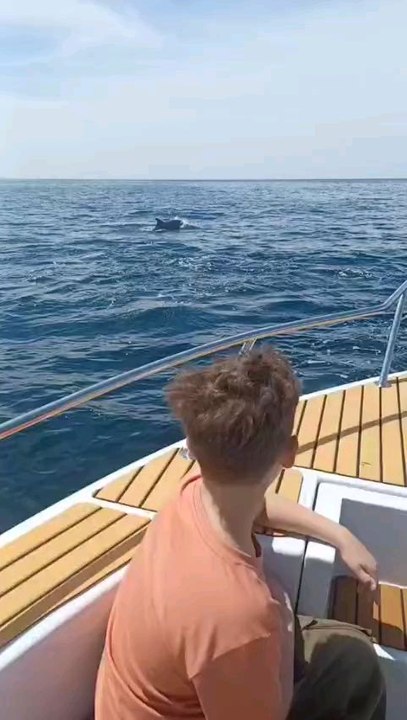 Amazing view of dolphin watching! 🐬🌊 #Ocean #Wildlife #Dolphins #Nature #Travel
