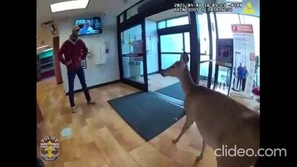 Veado invade edifício nos EUA e é escoltado por polícia até à porta