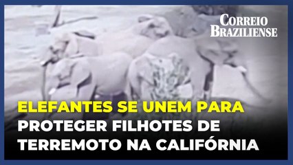 Elefantes protegem filhotes durante terremoto na Califórnia