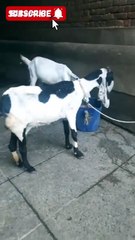 Two Crossbred Goats – A Blend of Beauty and Strength