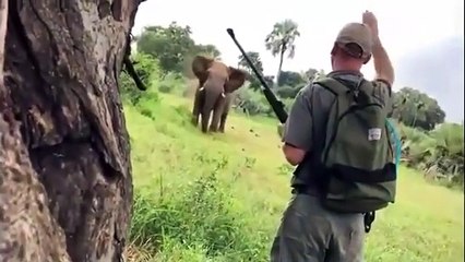 Ce guide de safari arrete un éléphant d'un simple geste
