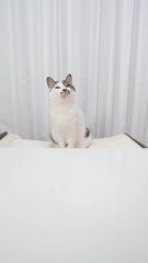 웃긴 영상, 웃긴 고양이, 웃긴 동물usgin yeongsang, usgin goyang-i, usgin dongmulfunny videos,,,funny cats,,funny animalsفيديوهات مضحكة، قطط مضحكة، حيوانات مضحكةfidyuhat mudhikatun, qitat mudhikatun, hayawanat mudhikavidéos drôles,,,