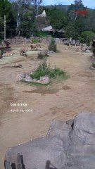 Elephants at San Diego Zoo Huddle to Protect Calves During Earthquake [VERTICAL]