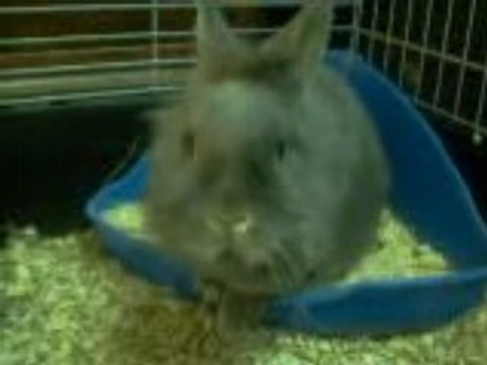 Je me présente...Je suis Ninou!