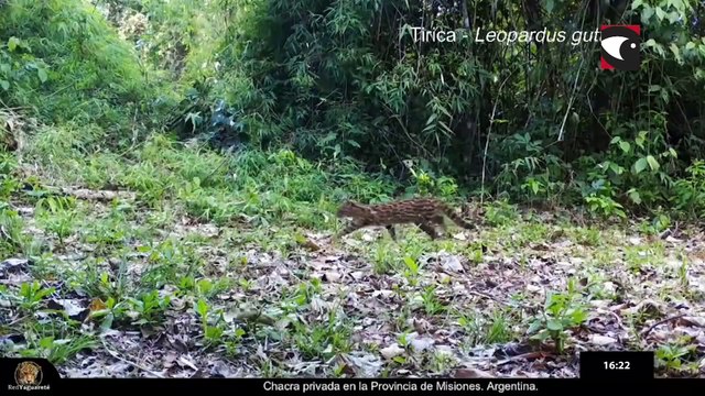 Misiones Online Televisión (3877)