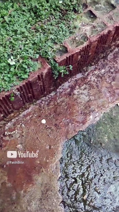 Karınca Oğulu Koloni Göçü İlk Kez Yakalandılar