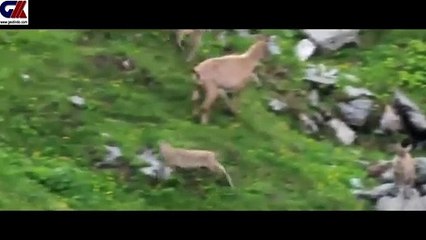 MOUNTAIN GOATS