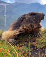 🐾 Welcome to the wild world of Marmots! 🐾 In today's video, we dive into