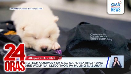 #KuyaKimAnoNa? - Biotech company sa US, sinabing na-deextinct nila ang lobong... | 24 Oras