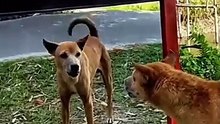 Funniest Dog Mirror 🤣🤣🤣| Viral Video Funny Video