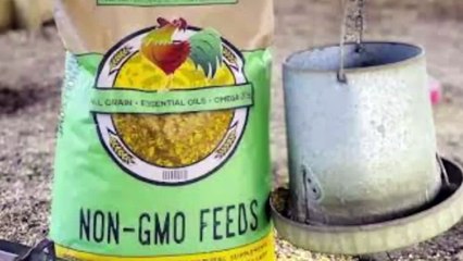 How Broiler Chickens are Produced and How it Effects Your Body in Urdu || Asi ki Dunia2