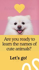 Learning Animals Name Part 8 #learning #animals #animalnames #kidslearning #toddlers #babyanimals #cutekids #jungleworld