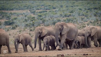 Vida selvagem africana🌿 um santuário natural para as criaturas mais surpreendentes da Terra🌿🌿