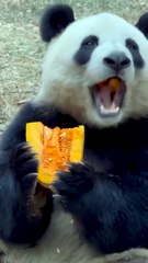 Giant panda, a rare animal, munched on pumpkins
