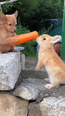 Dogs feed carrots to rabbits