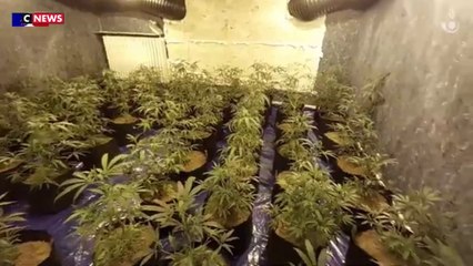 Saisie de 667 plants de cannabis dans la Meuse