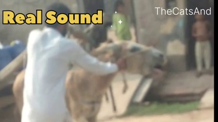 Funny Donkey Sound | Donkey Sound | #foryou #funny #comedy #animals #thecatsand